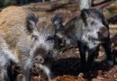 Львівській області виявили спалах африканської чуми свиней