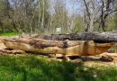 На Хортиці реставратори заповідника власноруч роблять зі стовбура тополі човен-довбанку за історичними технологіями